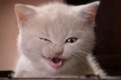 开云体育app-雷诺宣告新纪元，勒克莱尔个人火焰何以焚毁威廉姆斯王朝幻影？