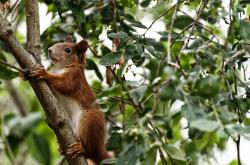 开云体育app-全息王皓降临东京，数据复刻体统治日韩对抗赛