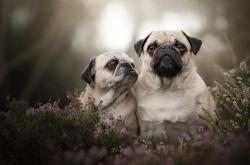 开云体育APP下载-法比尼奥的闪耀时刻与巴西的黄昏，一场被历史诅咒的唯一翻盘