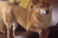 开云体育平台APP-足球之夜的双重奏，范戴克生涯巅峰闪耀欧洲，阿根廷力克哥伦比亚晋级南美之巅