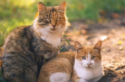 开云体育平台APP-寒夜里的维京战吼，厄德高致命一箭，苏格兰绝境斩落东瀛武士