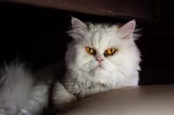 开云体育app-拉梅洛独舞难敌太阳星河，凤凰城火力全开，森林狼难阻燎原之势