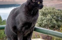 开云体育app-硬仗之王托尼，哥斯达黎加逆转阿森纳的传奇之夜