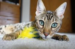 开云体育入口-星火燎原，卡马文加点燃中场，阿尔及利亚三球轻取巴拉圭