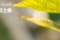 开云体育-当孙兴慜的韩国遭遇洪都拉斯，我们为何疯狂讨论凯恩的数据？