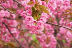 开云体育在线-智利发条松动之日，当皇家社会的齿轮开始精密传动