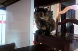 开云体育中国-双重奏，莫德里奇用魔法诠释不朽，突尼斯以意志险写传奇