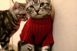 开云体育在线-雪崩式胜利！明尼苏达森林狼以团队洪流冲垮达拉斯独行侠