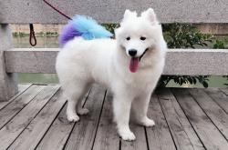 开云体育APP下载-斯通斯的舞台，当曼城铁卫的哲学，在乌拉圭与那不勒斯的混沌中照亮胜利