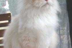 开云体育在线-冰与火之歌，年度焦点之战，吉林队如何全面压制爵士？