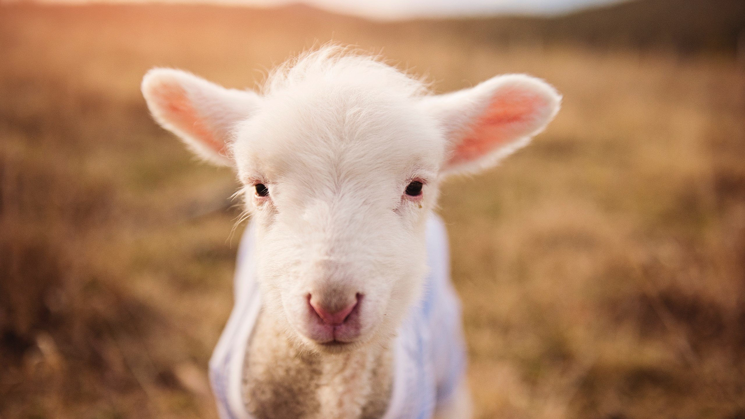 盾与矛的逆转诗篇,门迪一夫当关,塞维利亚奇迹之夜