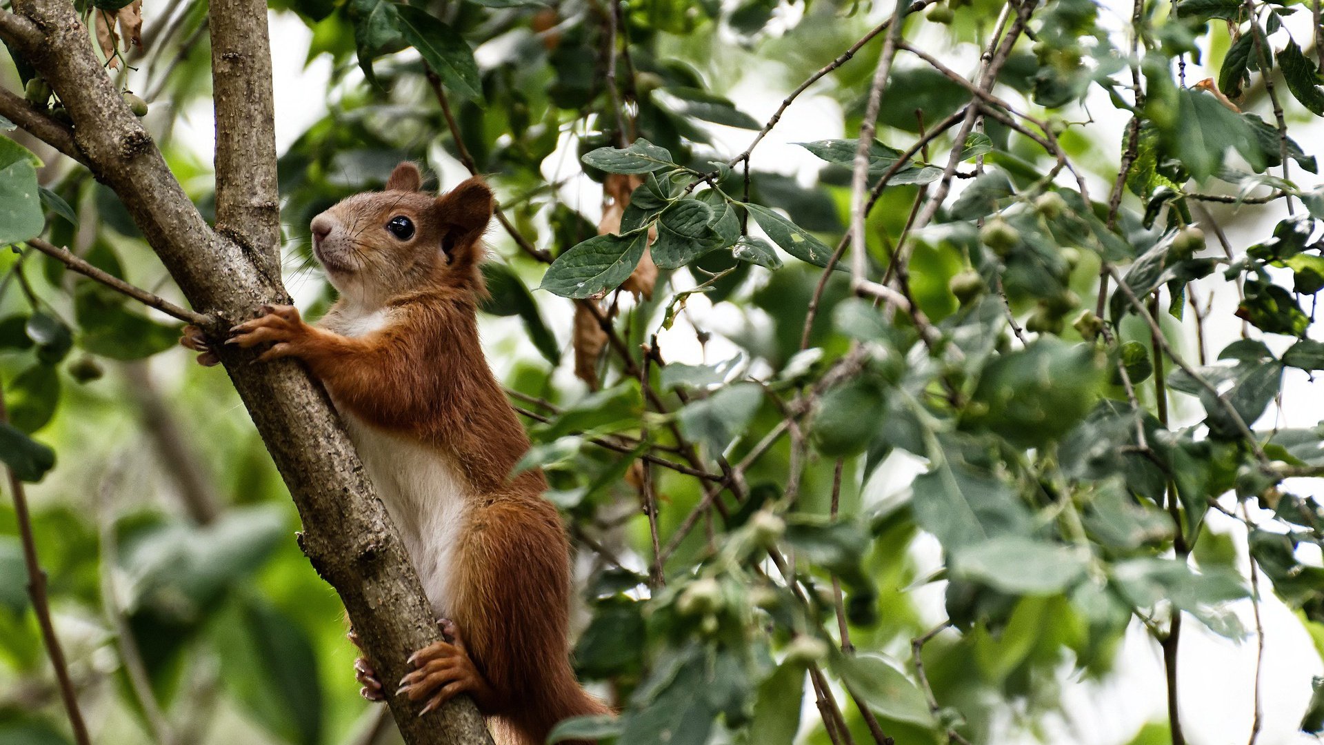 全息王皓降临东京，数据复刻体统治日韩对抗赛