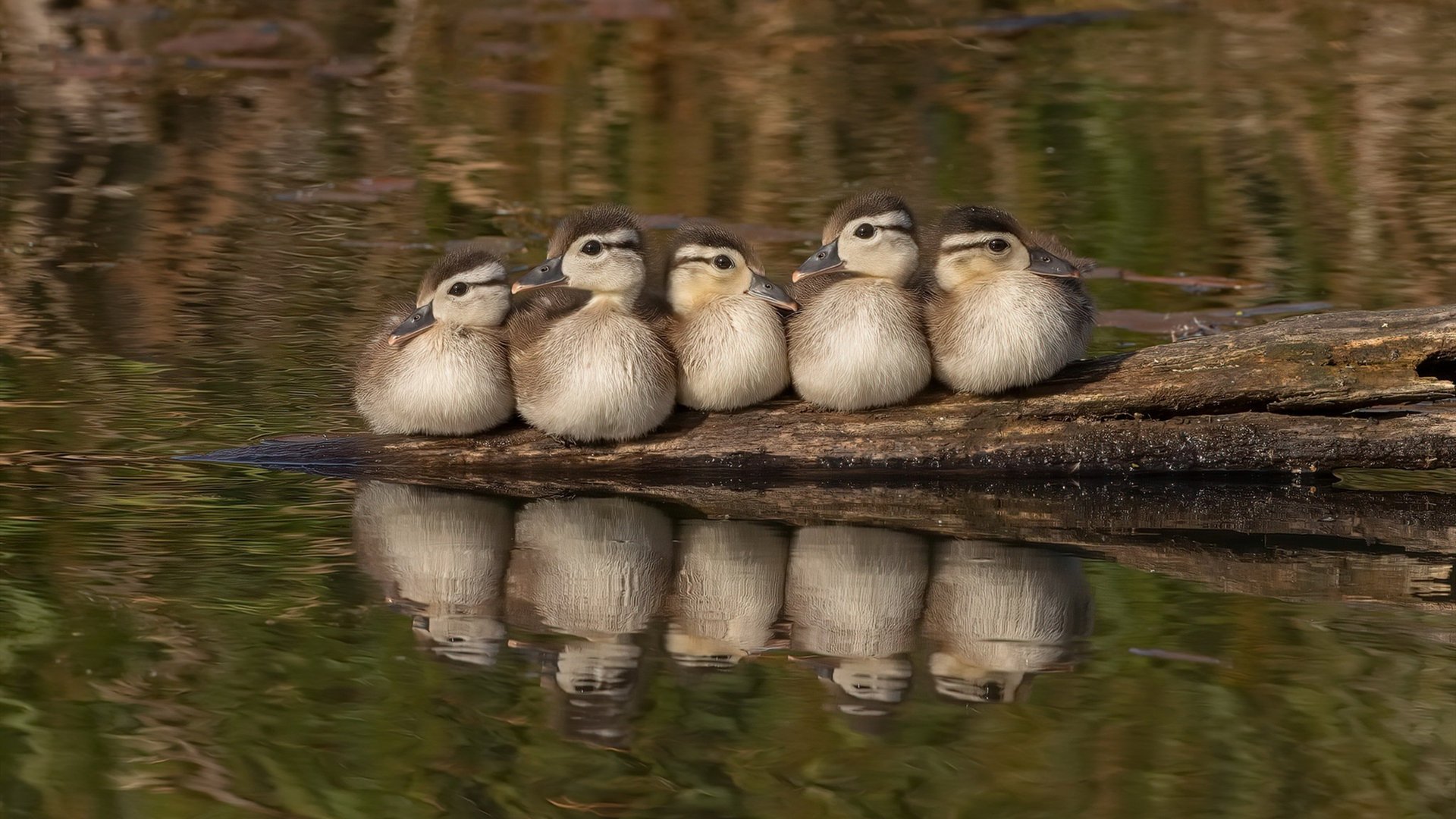 红牛轻取法拉利背后的孤勇者,勒克莱尔的高光与无解方程式