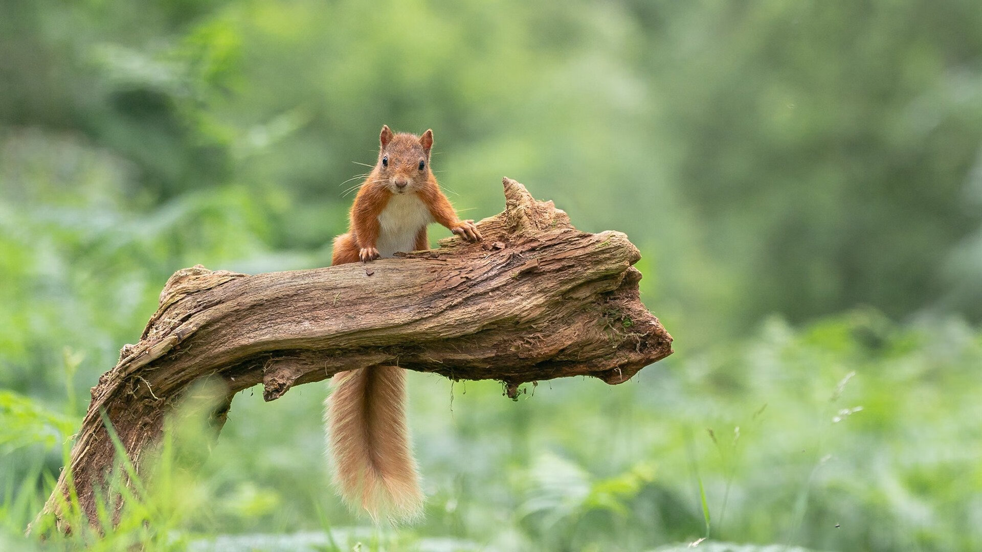 汤杯惊魂夜！印度队3-2险胜丹麦改写历史，马琳临危救主成最耀眼星辰