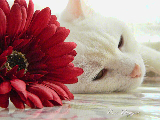 当风城公牛空降东莞，德罗赞用古典艺术横扫岭南铁军