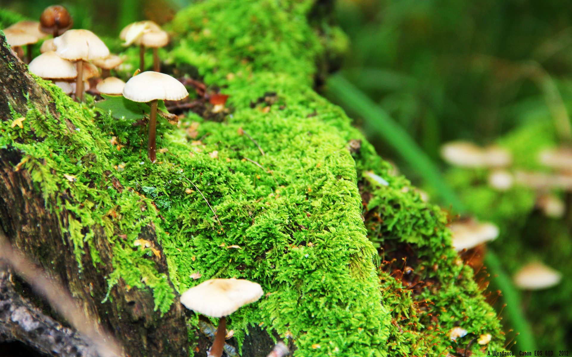 极限舞台的完美雕塑，切特于年度焦点之夜展露无暇锋芒