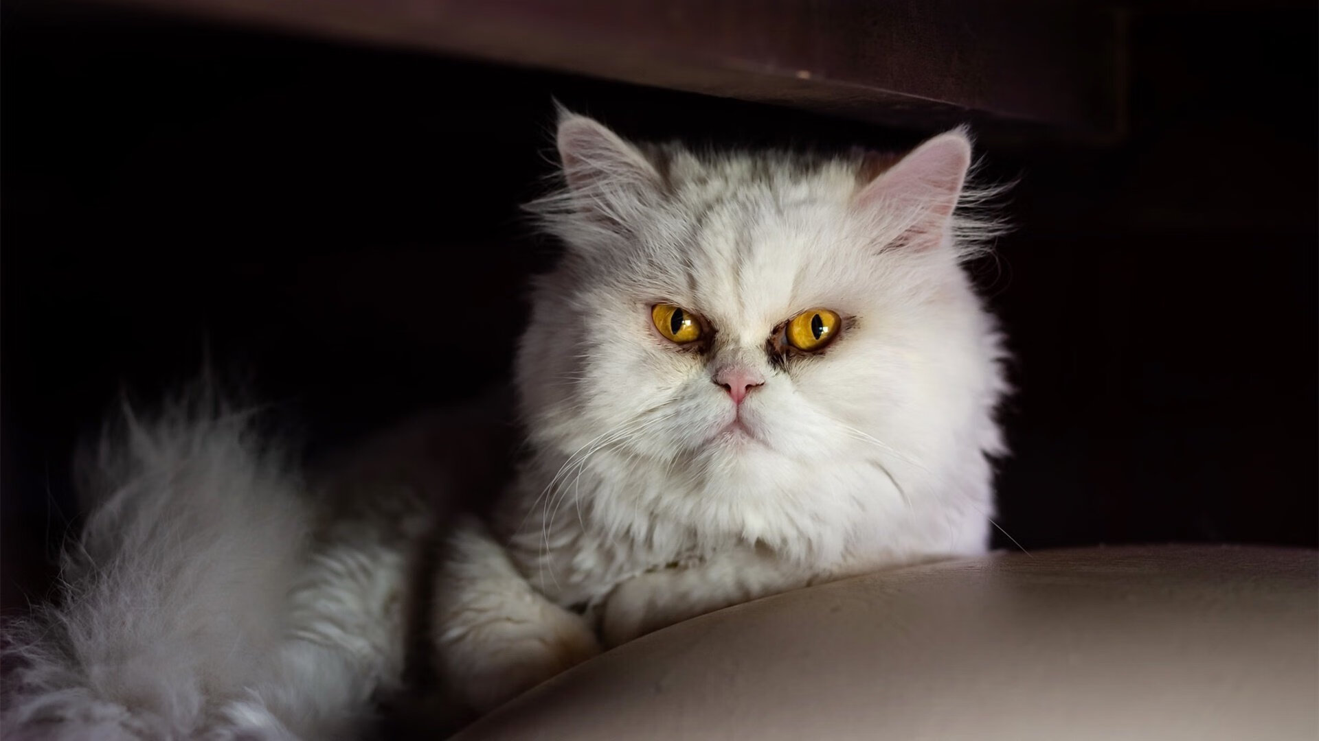 拉梅洛独舞难敌太阳星河,凤凰城火力全开,森林狼难阻燎原之势