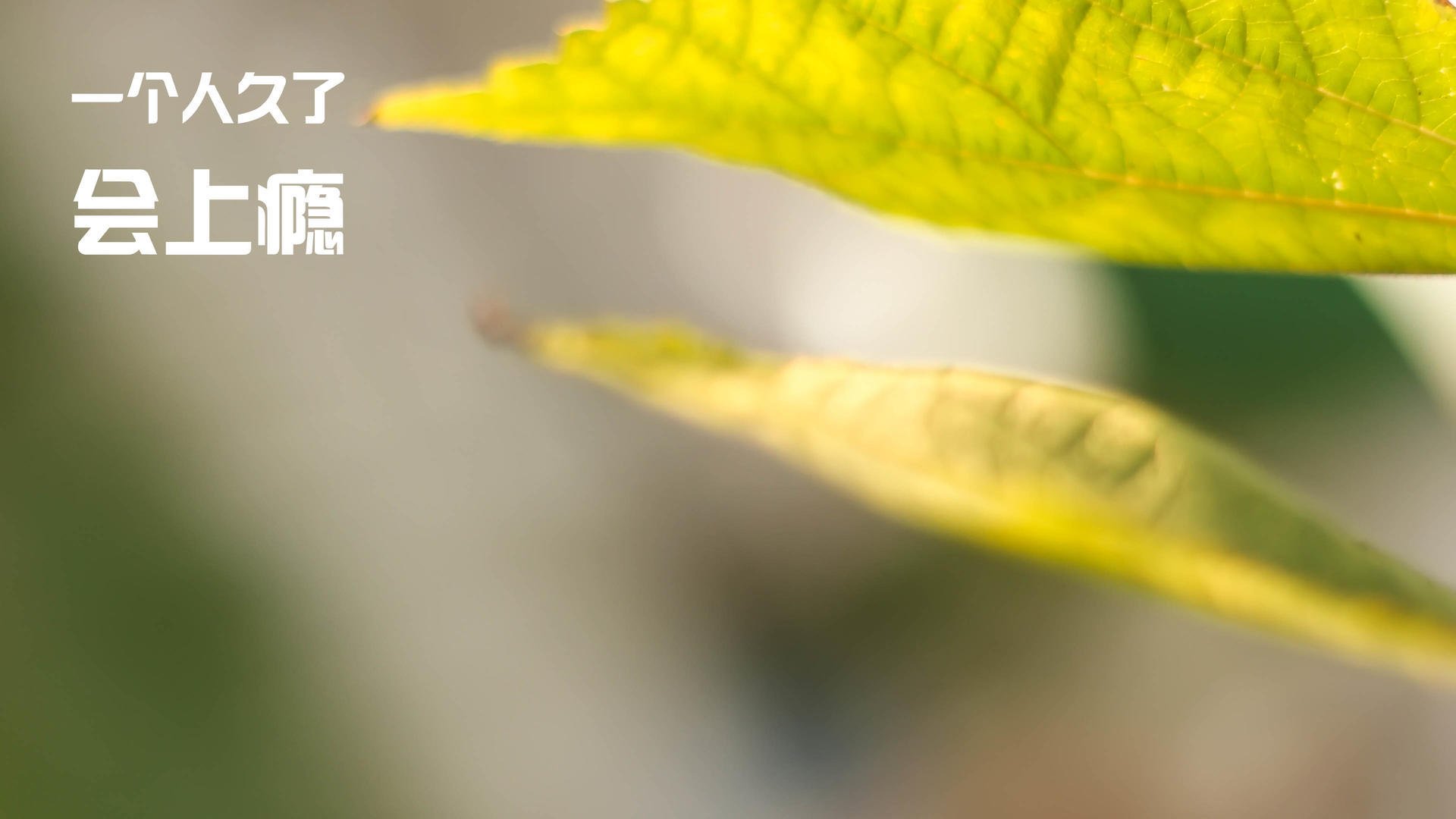 当孙兴慜的韩国遭遇洪都拉斯,我们为何疯狂讨论凯恩的数据?