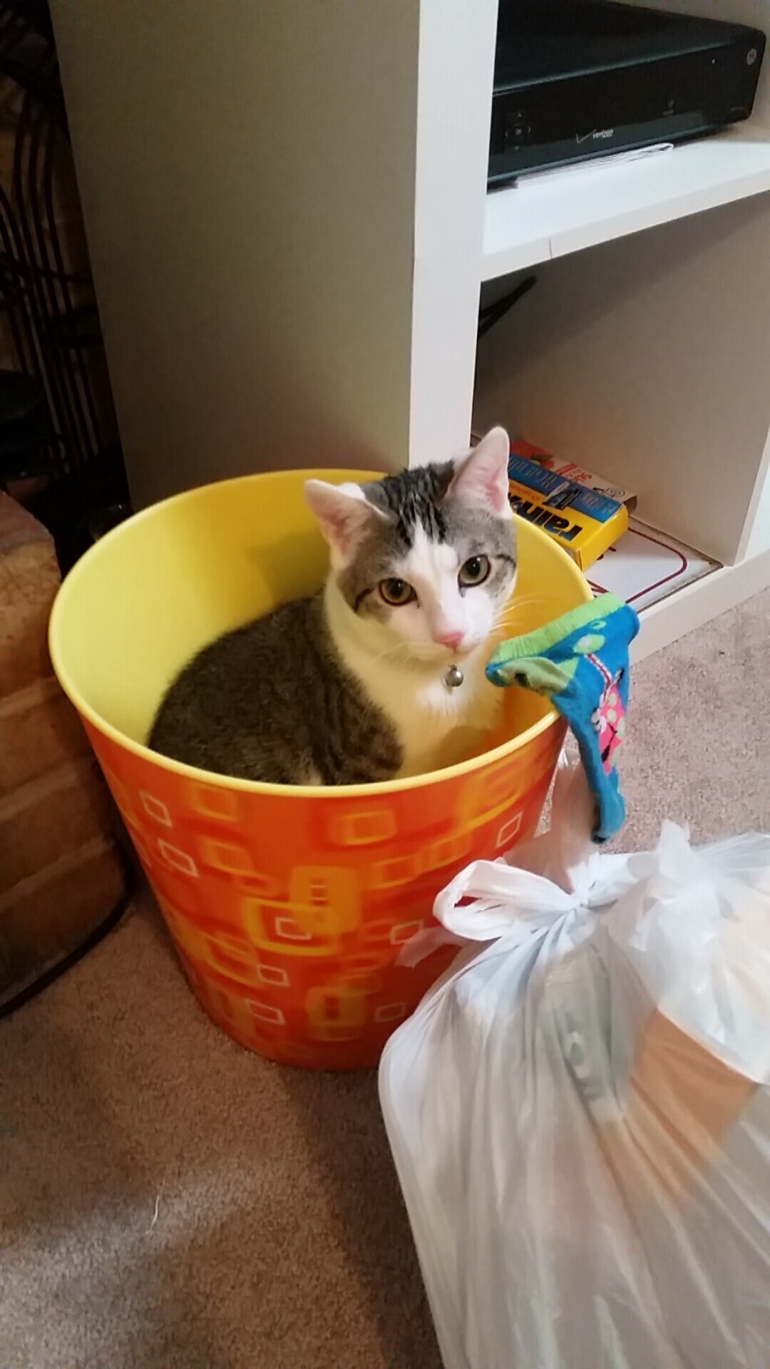 黄金三秒与命运弧线,浙江队十年不遇的冷门,如何用一场年度焦点之战重写剧本