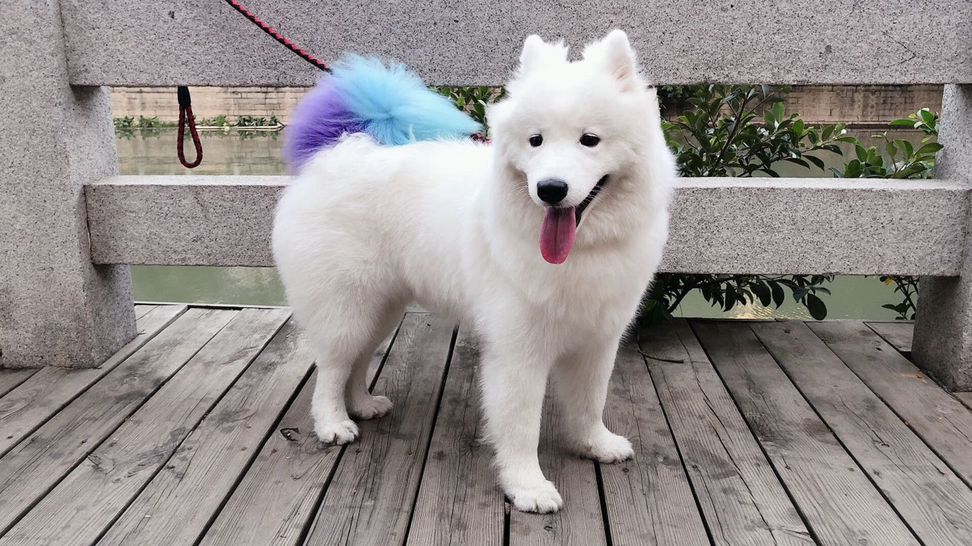 日本旋风席卷德甲,堂安律闪耀焦点战,弗赖堡逆转莱比锡红牛改写争冠格局