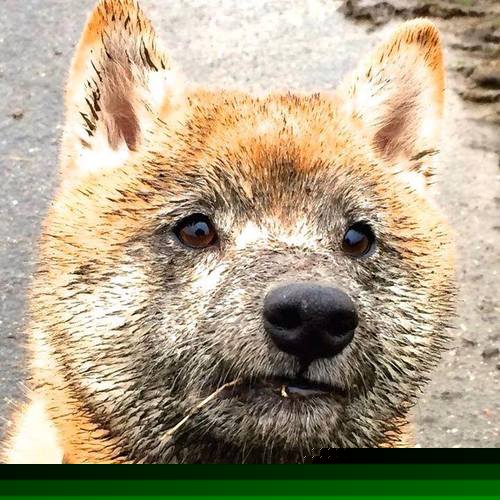 爵士乐与交响乐，加克波的即兴独奏与法国队的精密乐章