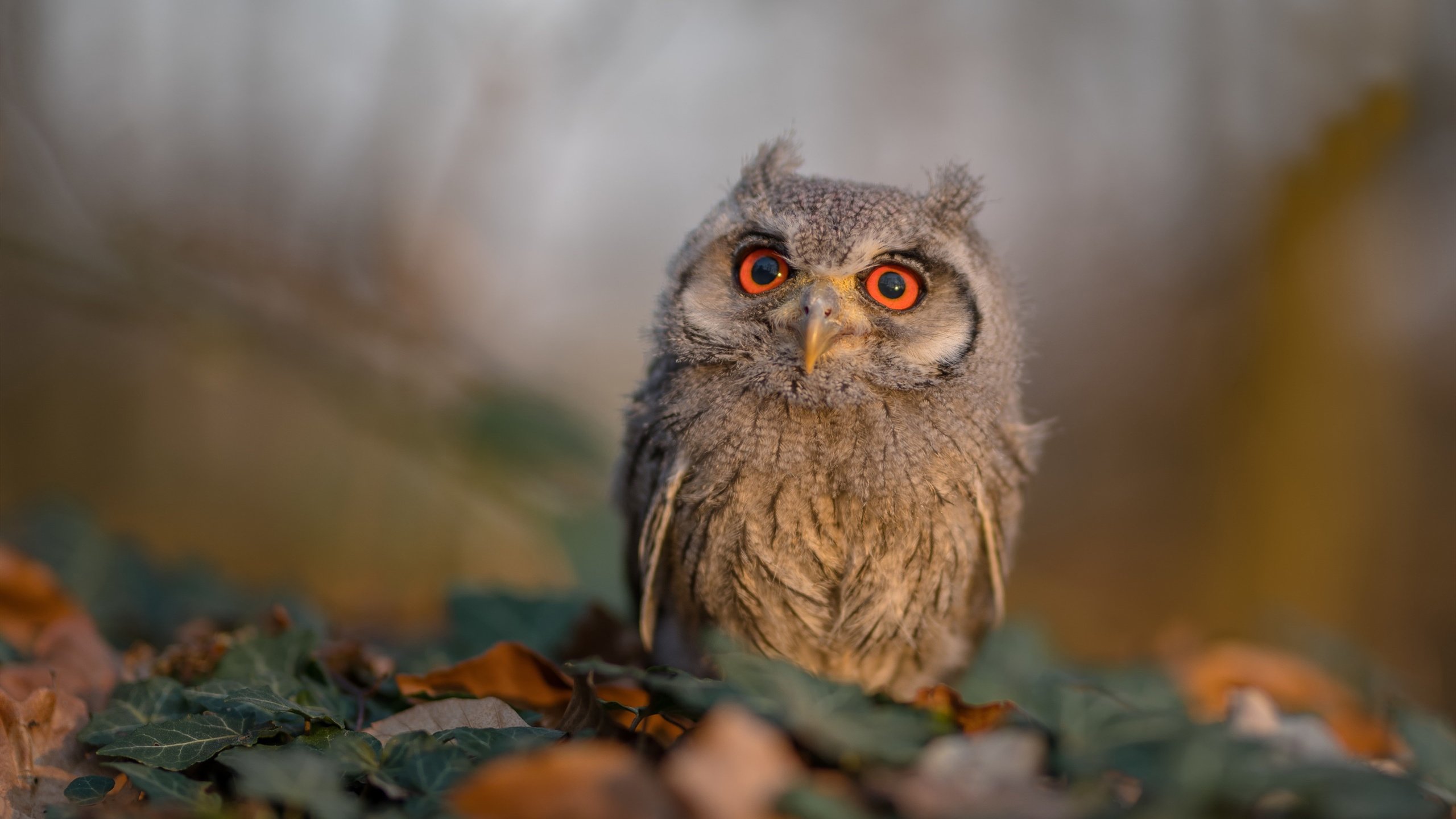 当太极虎绊倒银河战舰,布雷默里程碑背后的东方寓言